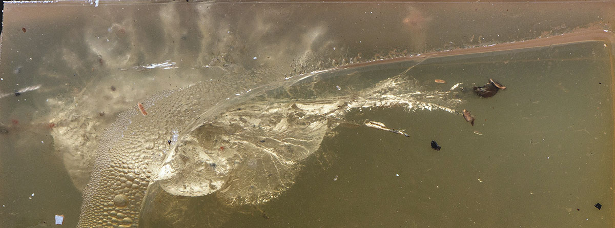 Twenty-grain loads for the 17 Winchester Super Magnum will only penetrate about 6 inches or so in 10 percent ordnance gelatin, but tissue damage would be massive.